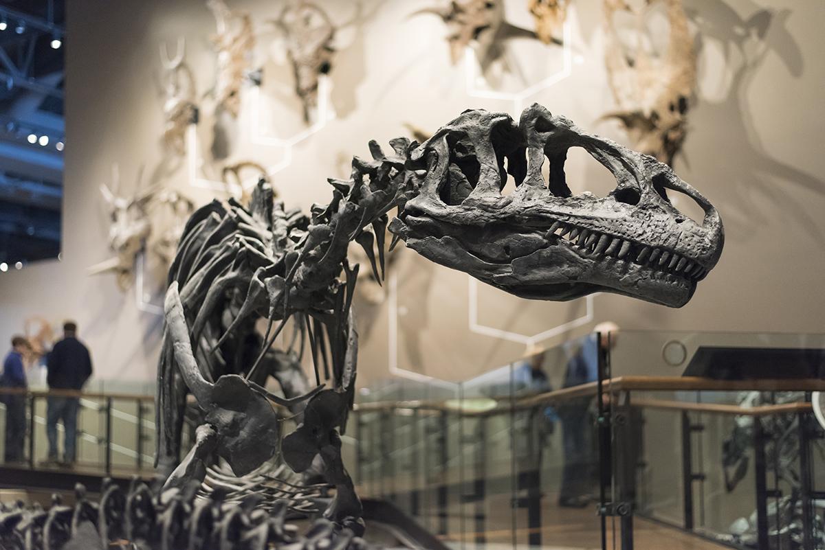 Dino museumDSC_2052